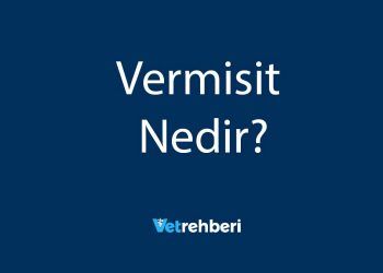 Vermisit Nedir?