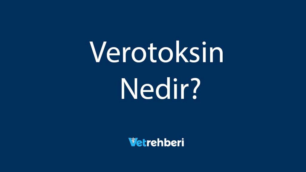 Verotoksin Nedir?