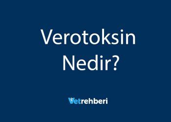 Verotoksin Nedir?