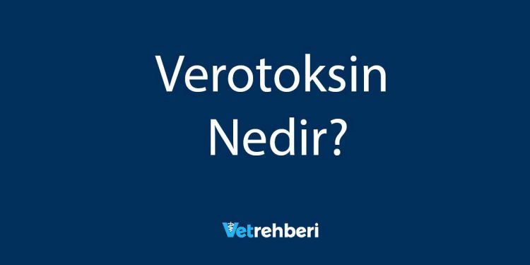 Verotoksin Nedir?