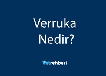Verruka Nedir?