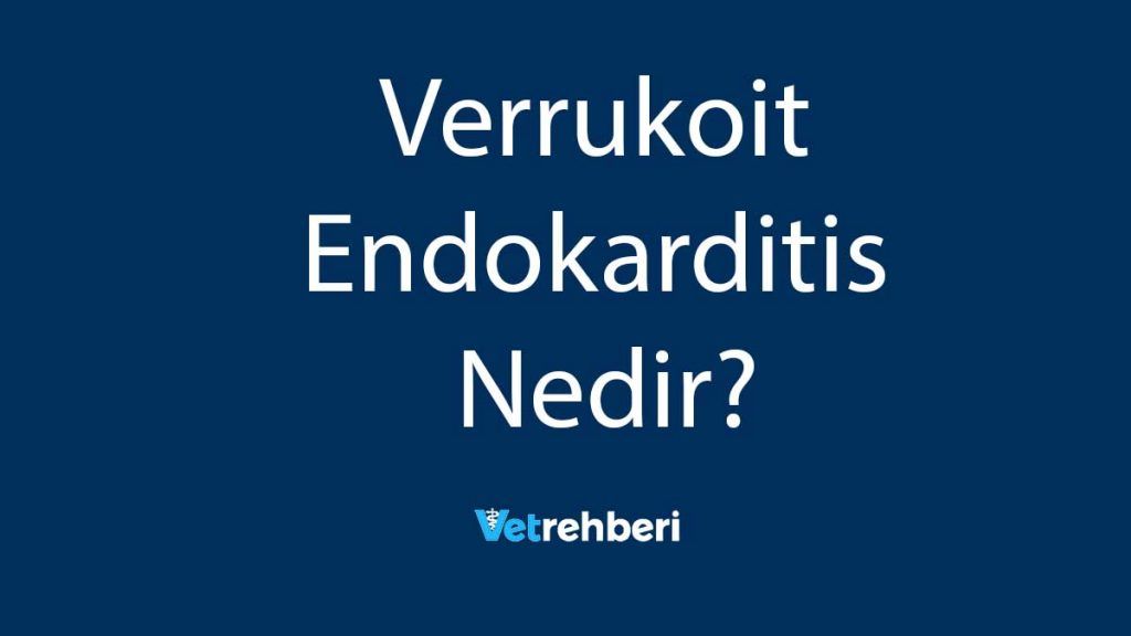 Verrukoit Endokarditis Nedir?