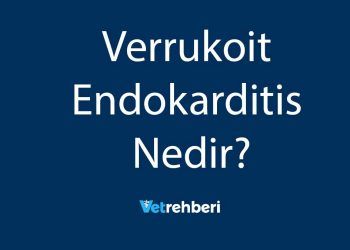 Verrukoit Endokarditis Nedir?