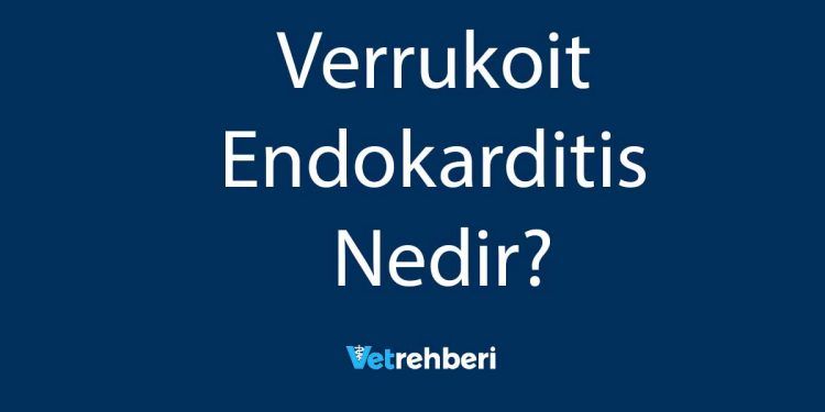 Verrukoit Endokarditis Nedir?