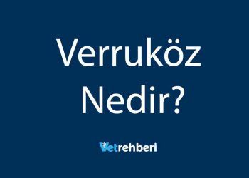 Verruköz Nedir?