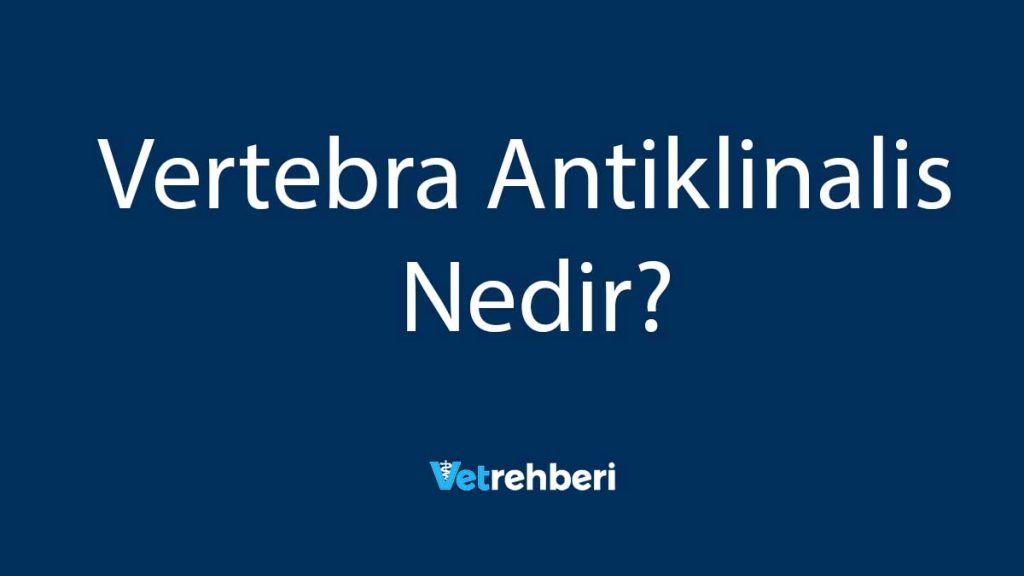 Vertebra Antiklinalis Nedir?