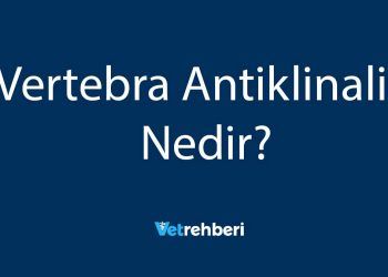 Vertebra Antiklinalis Nedir?