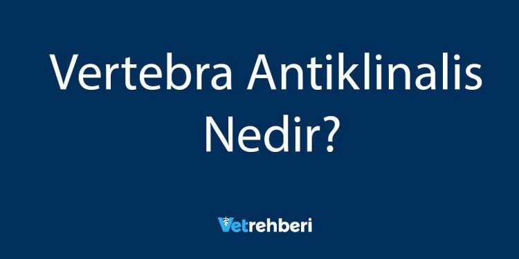 Vertebra Antiklinalis Nedir?