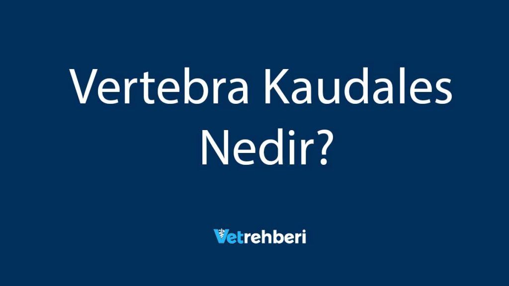 Vertebra Kaudales Nedir?