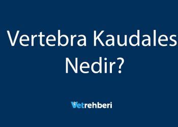Vertebra Kaudales Nedir?