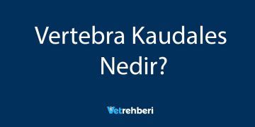 Vertebra Kaudales Nedir?