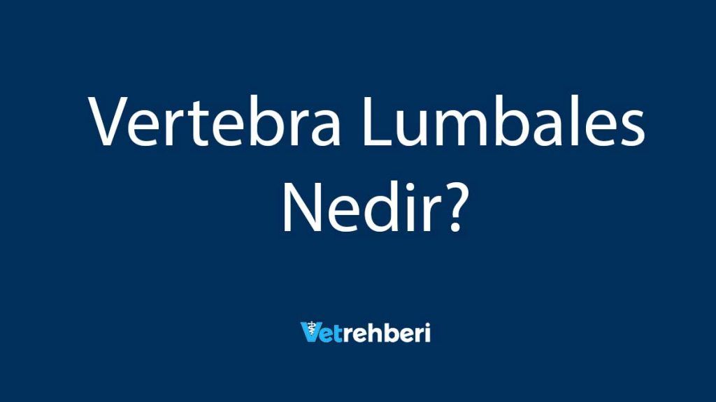 Vertebra Lumbales Nedir?