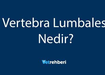 Vertebra Lumbales Nedir?