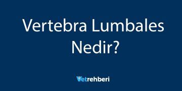 Vertebra Lumbales Nedir?