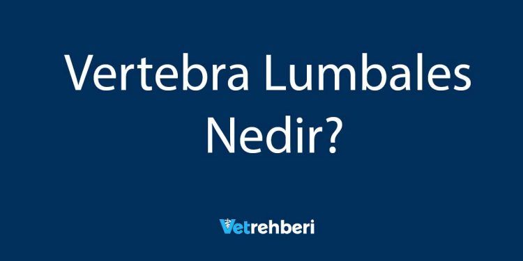 Vertebra Lumbales Nedir?