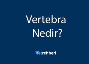 Vertebra Nedir?