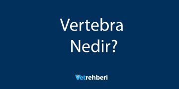 Vertebra Nedir?