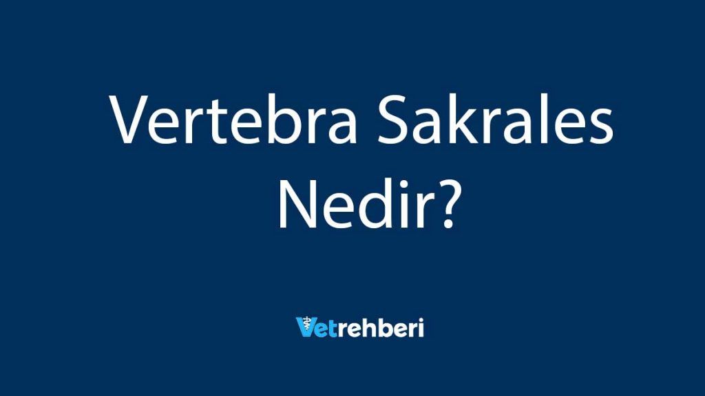 Vertebra Sakrales Nedir?