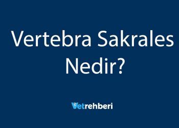 Vertebra Sakrales Nedir?