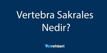 Vertebra Sakrales Nedir?