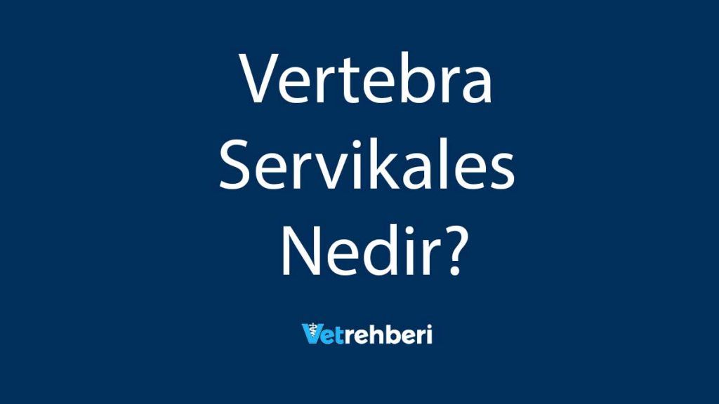 Vertebra Servikales Nedir?