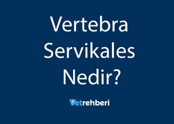 Vertebra Servikales Nedir?