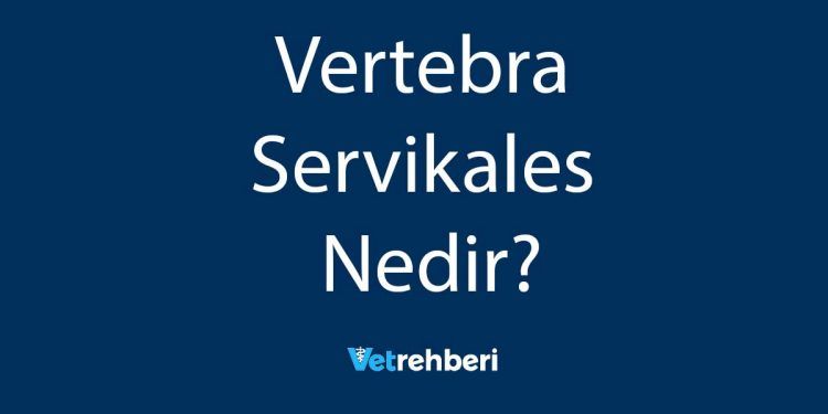 Vertebra Servikales Nedir?