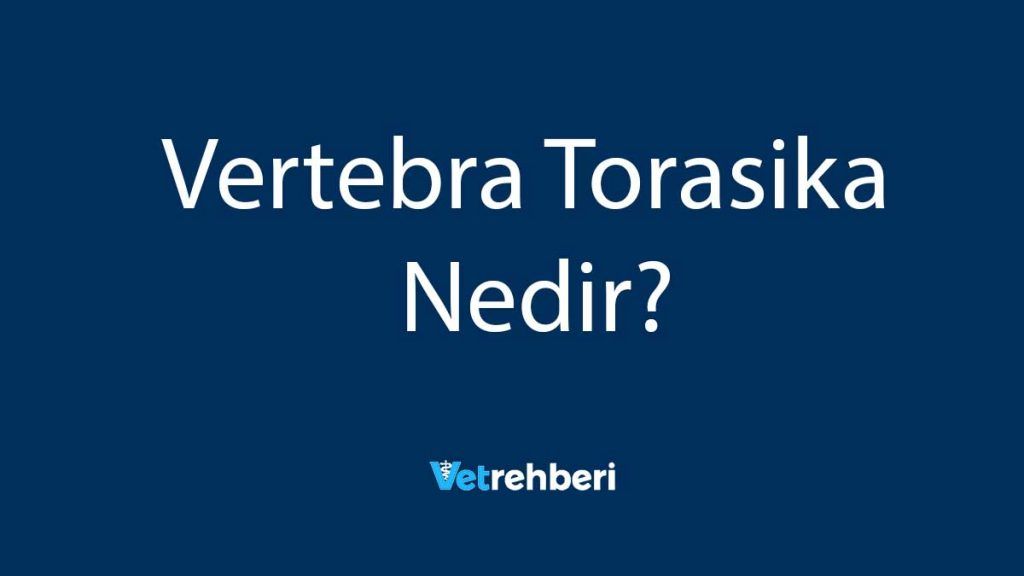 Vertebra Torasika Nedir?