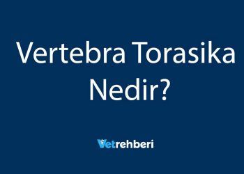 Vertebra Torasika Nedir?