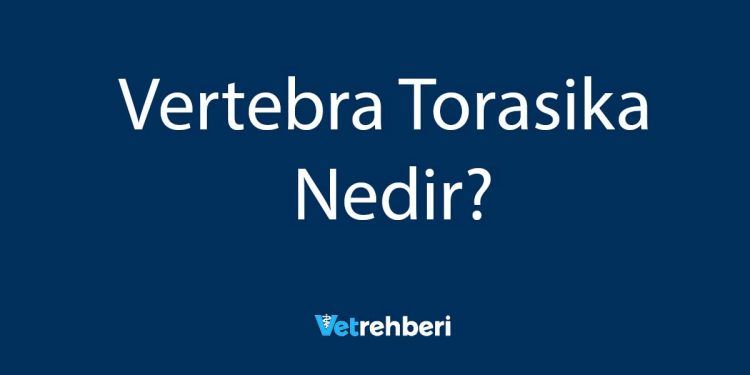 Vertebra Torasika Nedir?