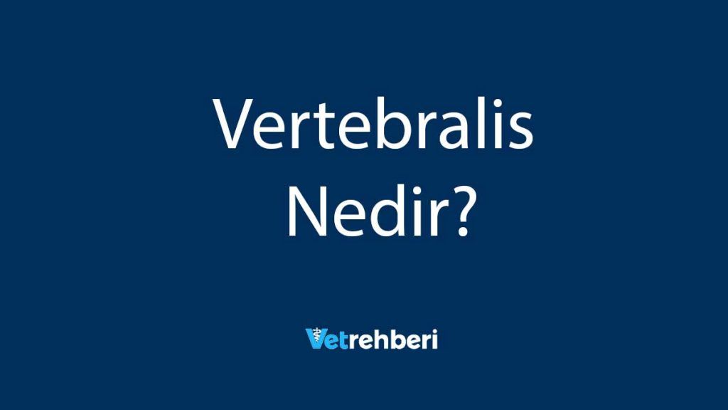 Vertebralis Nedir?