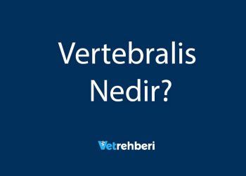 Vertebralis Nedir?