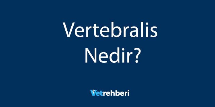 Vertebralis Nedir?