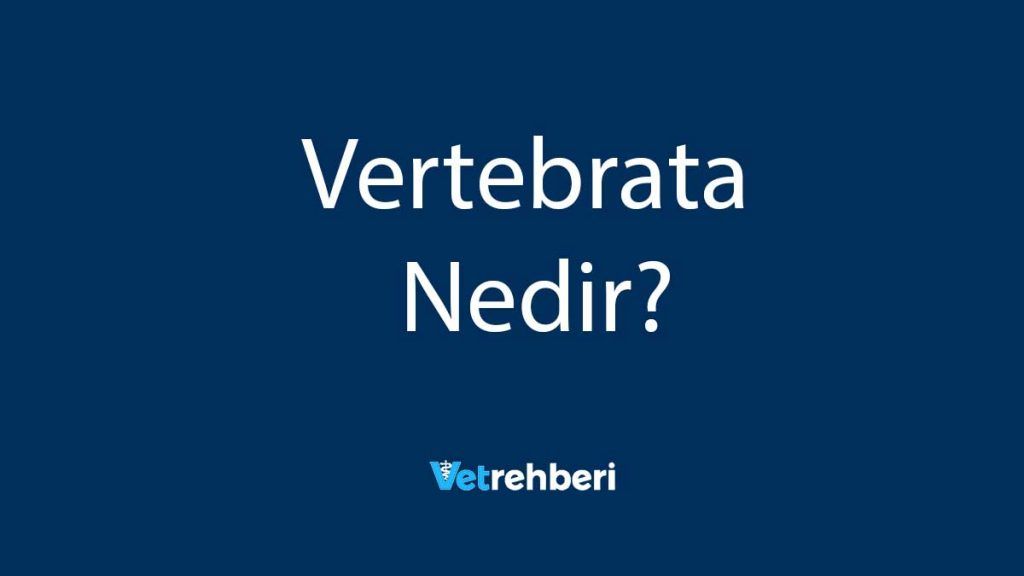 Vertebrata Nedir?