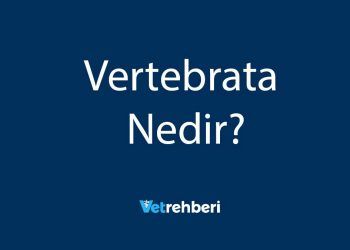 Vertebrata Nedir?