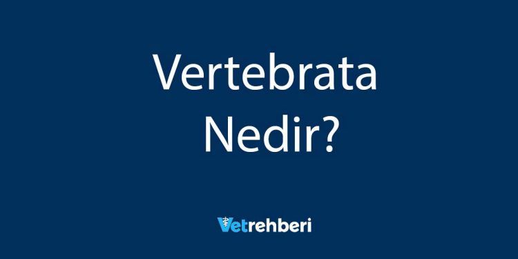 Vertebrata Nedir?