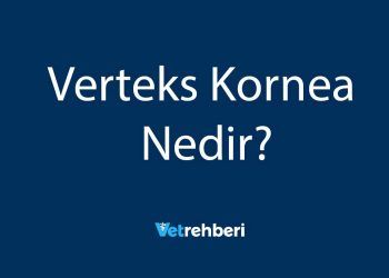 Verteks Kornea Nedir?