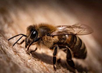 Yaşam Kaynağı Canlı "ARI"