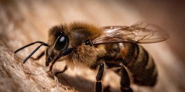 Yaşam Kaynağı Canlı "ARI"