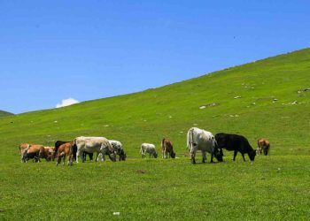 Bitkisel Zehirlenmelerden Korunma