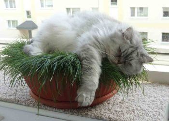 British Longhair Kedi Irkı ve Özellikleri