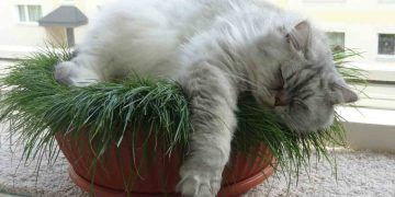 British Longhair Kedi Irkı ve Özellikleri