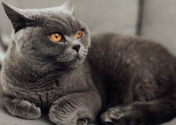 British Shorthair Kedi Irkı ve Özellikleri