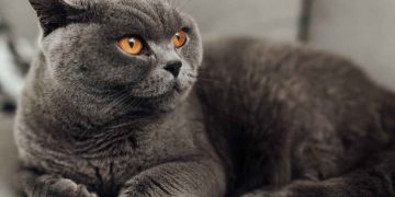 British Shorthair Kedi Irkı ve Özellikleri