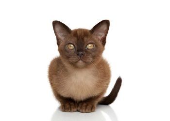Burmese Kedi Irkı ve Özellikleri (Burma Kedi)