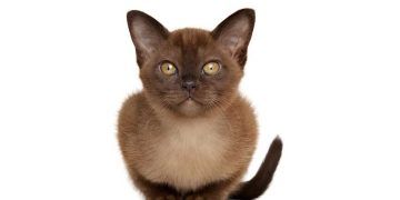 Burmese Kedi Irkı ve Özellikleri (Burma Kedi)