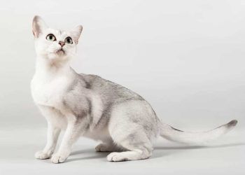 Burmilla Kedi Irkı ve Özellikleri