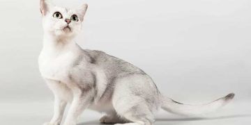 Burmilla Kedi Irkı ve Özellikleri
