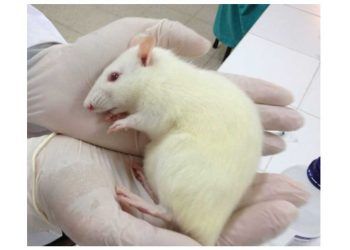 Deney Hayvanlarında Anestezi ve Analjezi