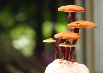 Ganoderma Lucidum (Ölümsüzlük Mantarı)
